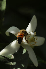 close up of bee on flower in nature