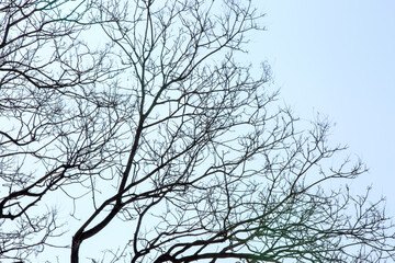 Bare Tree Silhouette Against Autumn Sky