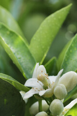 close up of bee on flower in nature