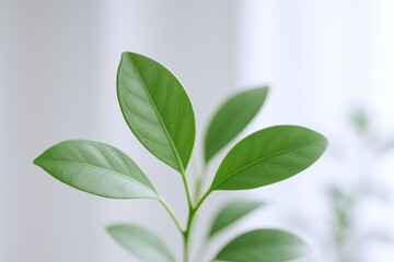 Fototapeta premium Close-up of Vibrant Green Leaves on a Delicate Stem, Symbolizing Growth and Natural Beauty