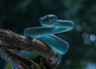 Blue snake om the branch 