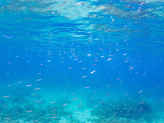 タイワンカマス, Yellowtail barracuda, Sphyraena obtusata, カマス科,
キビナゴ, Silver-Stripe Round Herrings, Spratelloides gracilis, ニシン科,
他の群れ。
静岡県伊豆半島南伊豆町中木ヒリゾ浜-2025年
