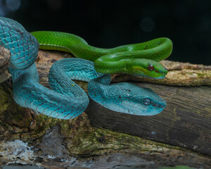 green snake in the grass