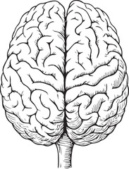 Fototapeta premium Highly detailed black and white line art illustration of a human brain in vintage anatomical engraving style