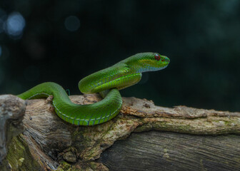 green snake in the tree