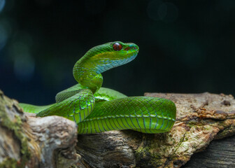 green snake in the tree
