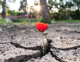 Single vibrant red flower in cracked earth.  Sunlight through trees