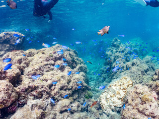 ソラスズメダイ, Heavenly Damselfish, Pomacentrus coelestis, スズメダイ科,
アカハタ, Blacktip Grouper, Epinephelus fasciatus, ハタ科,
観光客に餌をもらっている。
他の群れ。
静岡県伊豆半島南伊豆町中木ヒリゾ浜-2025年
