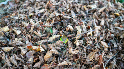 Close-Up of Washed-Out Dead Leaves with One Partially Vibrant Green Leaf
