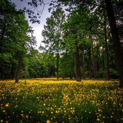Meadow of yellow flowers in the forest