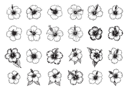 Extensive hand-drawn collection of Hibiscus flowers in diverse views, with and without leaves. Tropical vector set.