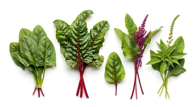 Fresh leafy greens isolated on white background