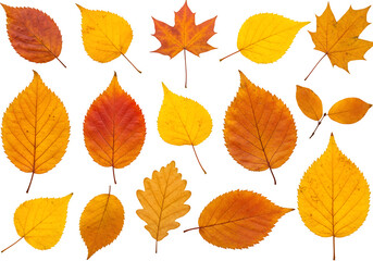 Naklejka premium autumn leaves background, isolated on white or transparent background, PNG Format.