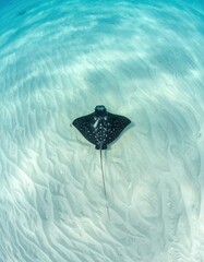 Spotted ray gliding in shallow, clear water