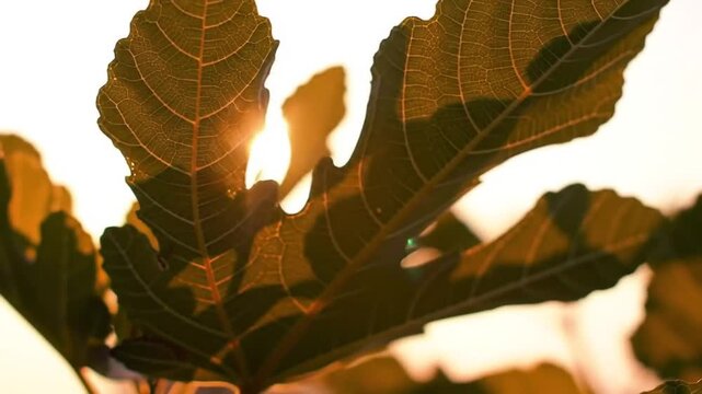 Close-up of a fig leaf, showcasing intricate veins