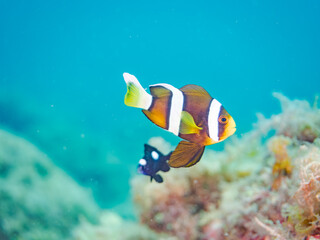 白化現象のイソギンチャク畑の可愛いクマノミ（クマノミ亜科）ペア、ミツボシクロスズメダイ（スズメダイ科）他の群れ。
英名学名：
Yellowtail clownfish (Amphiprion clarkii)
Threespot dascyllus (Dascyllus trimaculatus) 
ヒリゾ浜中木南伊豆町伊豆半島静岡県2025