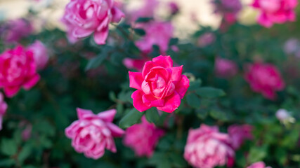 Neon Pink Flower in Focus Among Soft Pink Flower Bed