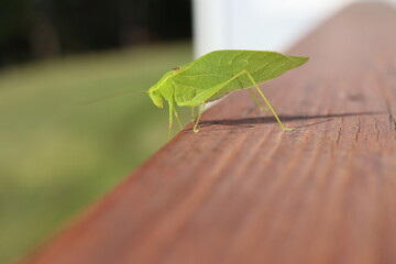 A katydid looking over the edge of a wooden railing