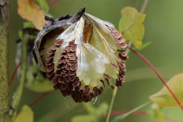 Macro closeup of common milkweed seeds in late summer