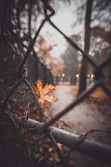 A close-up on a leaf caught in a chain-link fence with a blurred path and trees in the distance