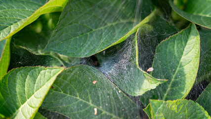 Funnel Spider Web Hidden in Green Plant with Brown Spider
