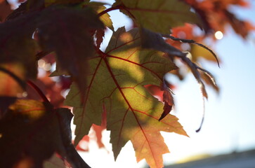 close up setting of changing maple leaves during the autumn season.