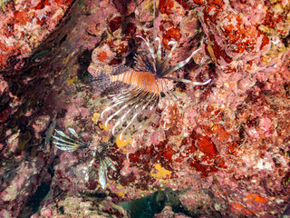 ハナミノカサゴ, Red Lionfish, Pterois volitans, ミノカサゴ亜科,
他の群れ。
静岡県伊豆半島南伊豆町中木ヒリゾ浜-2025年
