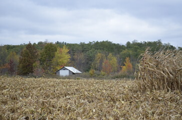 Outbuilding barn at the harvested field tree line on a cloudy fall day.