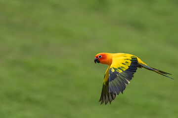 Sun conure flying with natural