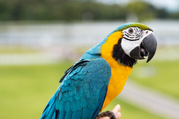 Blue and gold macaw parrot with natural green background.
