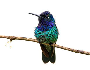  “Perched Hummingbird Resting on Branch, isolated on a transparent background”.