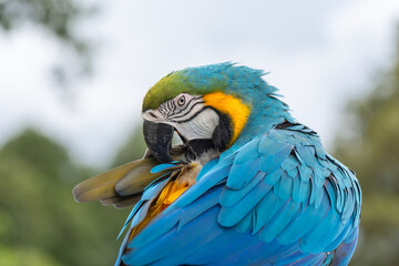 Blue and gold macaw parrot with natural green background.