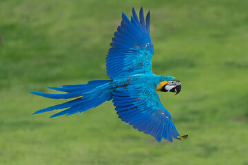 Blue and gold macaw parrot flying with natural