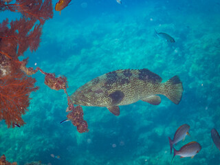 クエ, Longtooth grouper, Epinephelus bruneus, ハタ科, ウミカラマツ, Antipathes japonica, ウミカラマツ科, アカトゲトサカ, トゲトサカ, Dendronephthya, チヂミトサカ科, ウミトサカ, Alcyonacea, ウミトサカ科, ソフトコーラル, Soft Coral, 他の群れ。 静岡県伊豆半島南伊豆町中木ヒリゾ浜