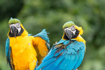 Blue and gold macaw parrot with natural green background.