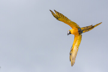 Blue and gold macaw parrot flying with cloudy sky background.