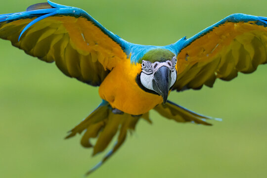 Blue and gold macaw parrot flying with natural