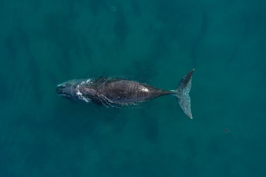 BOWHEAD WHALE
