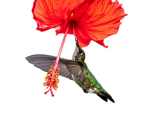Tiny hummingbird captured while sipping nectar from a bright red hibiscus flower, isolated on a transparent background