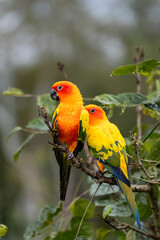 Sun conure perched on a tree branch and natural green background.
