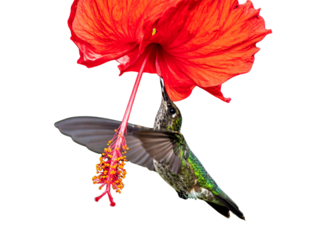 Tiny hummingbird captured while sipping nectar from a bright red hibiscus flower, isolated on a transparent background