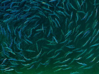 salmon, wild, north, fish