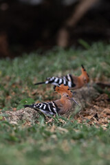 Eurasian Hoopoe (Upupa epops) bird on the grass lawn.