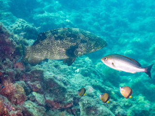 Fototapeta premium クエ, Longtooth grouper, Epinephelus bruneus, ハタ科, ウミカラマツ, Antipathes japonica, ウミカラマツ科, アカトゲトサカ, トゲトサカ, Dendronephthya, チヂミトサカ科, ウミトサカ, Alcyonacea, ウミトサカ科, ソフトコーラル, Soft Coral, 他の群れ。 静岡県伊豆半島南伊豆町中木ヒリゾ浜