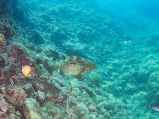 クエ, Longtooth grouper, Epinephelus bruneus, ハタ科, ウミカラマツ, Antipathes japonica, ウミカラマツ科, アカトゲトサカ, トゲトサカ, Dendronephthya, チヂミトサカ科, ウミトサカ, Alcyonacea, ウミトサカ科, ソフトコーラル, Soft Coral, 他の群れ。 静岡県伊豆半島南伊豆町中木ヒリゾ浜