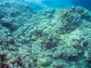 クエ, Longtooth grouper, Epinephelus bruneus, ハタ科, ウミカラマツ, Antipathes japonica, ウミカラマツ科, アカトゲトサカ, トゲトサカ, Dendronephthya, チヂミトサカ科, ウミトサカ, Alcyonacea, ウミトサカ科, ソフトコーラル, Soft Coral, 他の群れ。 静岡県伊豆半島南伊豆町中木ヒリゾ浜