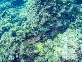 Fototapeta premium クエ, Longtooth grouper, Epinephelus bruneus, ハタ科, ウミカラマツ, Antipathes japonica, ウミカラマツ科, アカトゲトサカ, トゲトサカ, Dendronephthya, チヂミトサカ科, ウミトサカ, Alcyonacea, ウミトサカ科, ソフトコーラル, Soft Coral, 他の群れ。 静岡県伊豆半島南伊豆町中木ヒリゾ浜