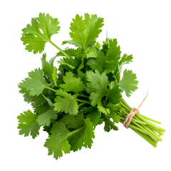 Lush, vibrant green cilantro, bound together with twine, is isolated against a stark black backdrop, showcasing the fresh culinary herb in a -style shot.