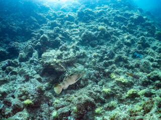 クエ, Longtooth grouper, Epinephelus bruneus, ハタ科, ウミカラマツ, Antipathes japonica, ウミカラマツ科, アカトゲトサカ, トゲトサカ, Dendronephthya, チヂミトサカ科, ウミトサカ, Alcyonacea, ウミトサカ科, ソフトコーラル, Soft Coral, 他の群れ。 静岡県伊豆半島南伊豆町中木ヒリゾ浜