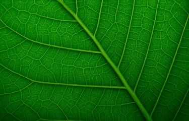 Close-up of a fresh green leaf displaying intricate veins and natural patterns in vivid detail